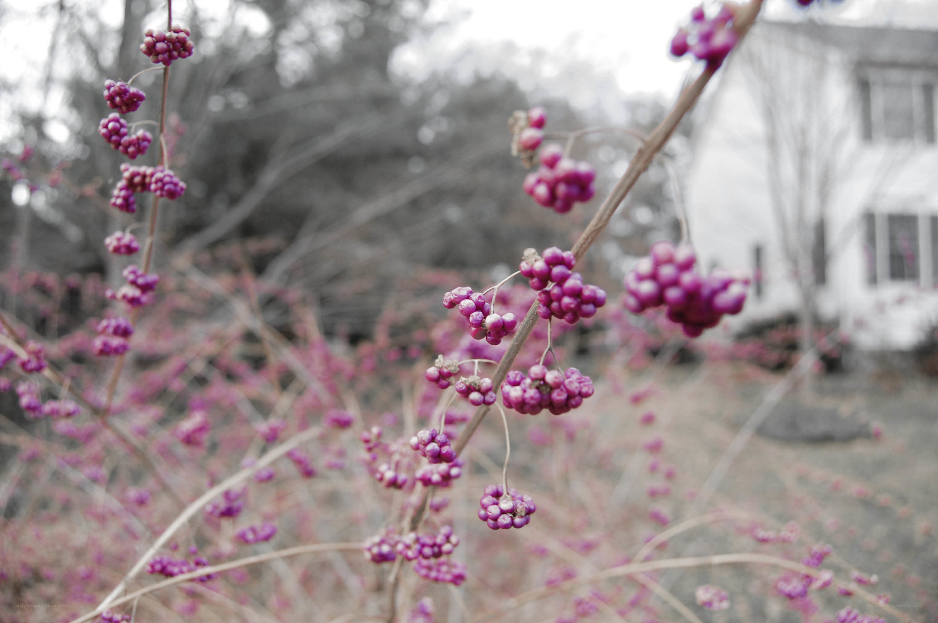 purple berries on a branch
