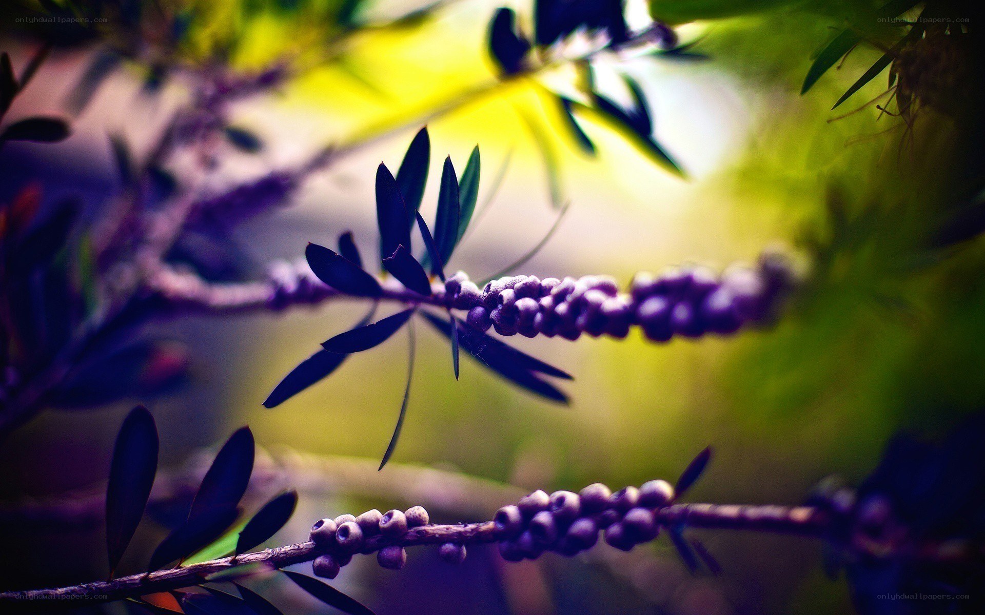 Purple berries on a branch
