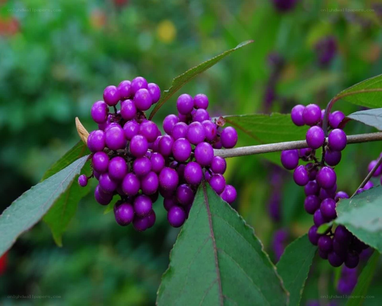 purple berries on a branch