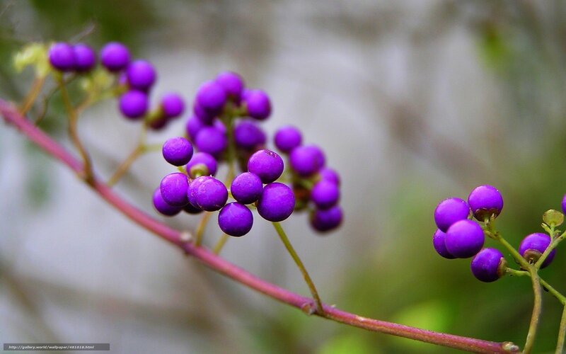 Purple Berries on a Branch — Calm, Photograph