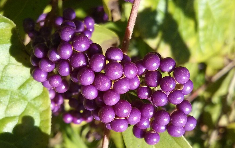Purple Berries on a Branch — Natural, Afternoon