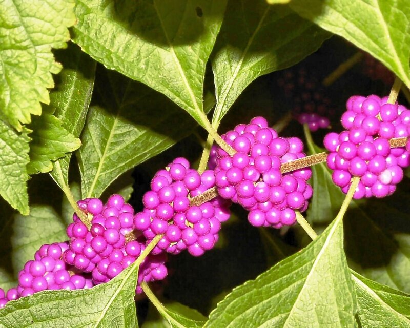 Purple Berries on a Branch — Natural, Photograph