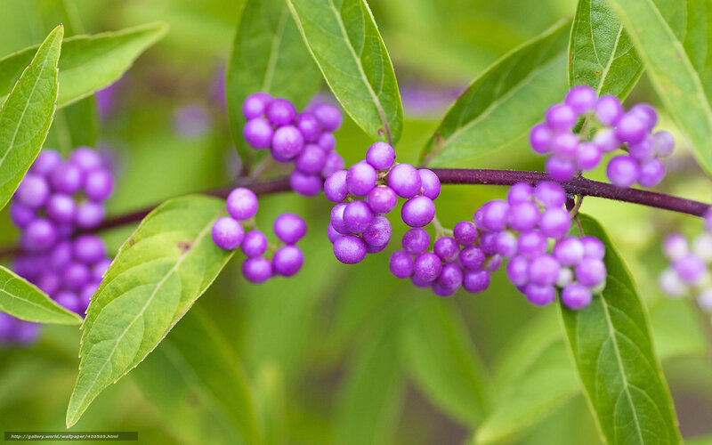 Purple Berries on a Branch — Natural, Summer