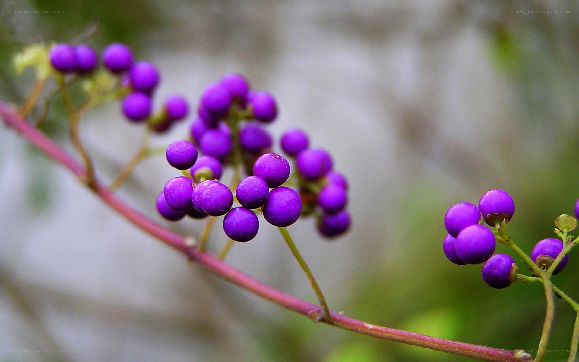 purple berries on a branch