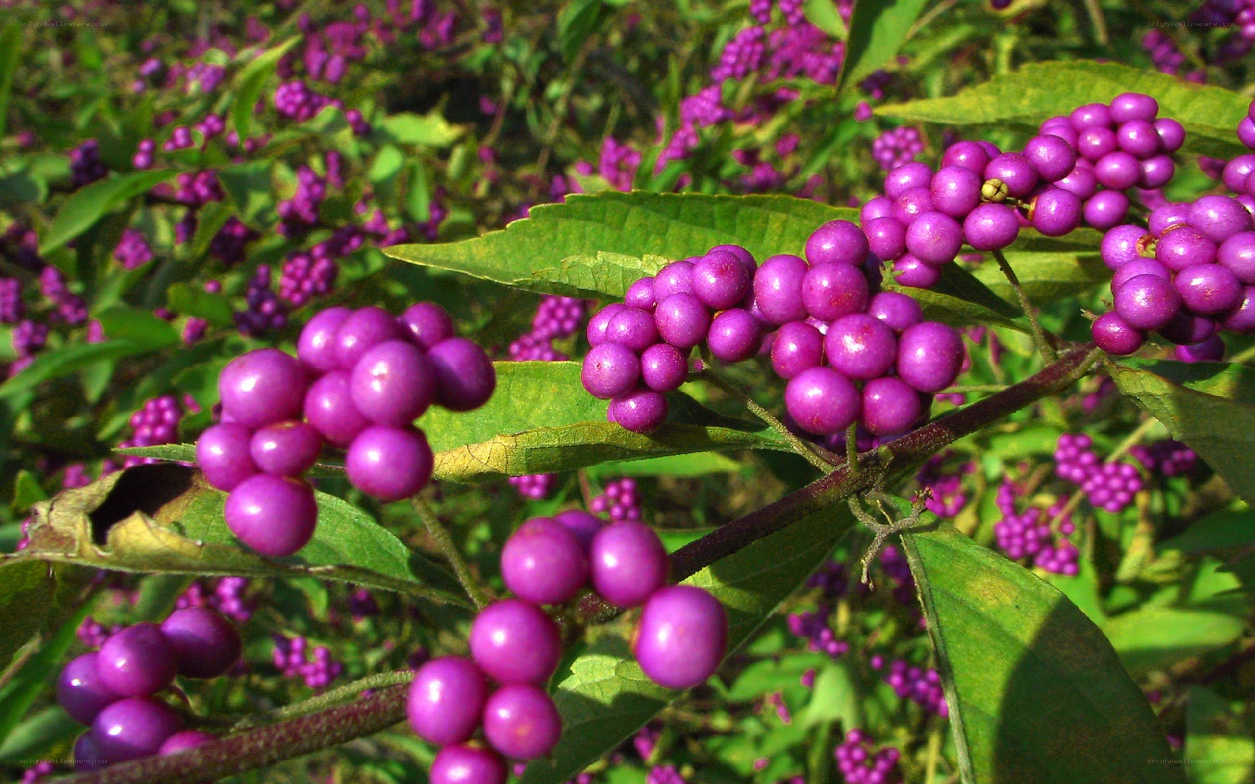 purple berries on a plant