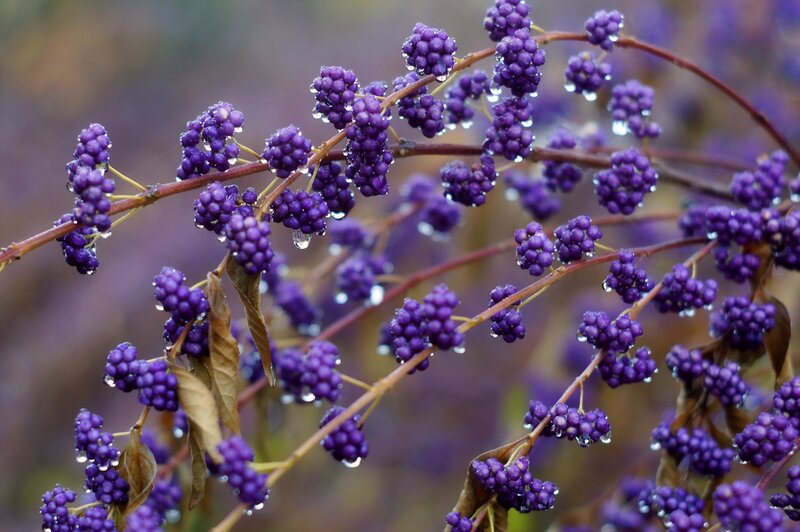 Purple Berries on Branch — Calm, Autumn, Photograph