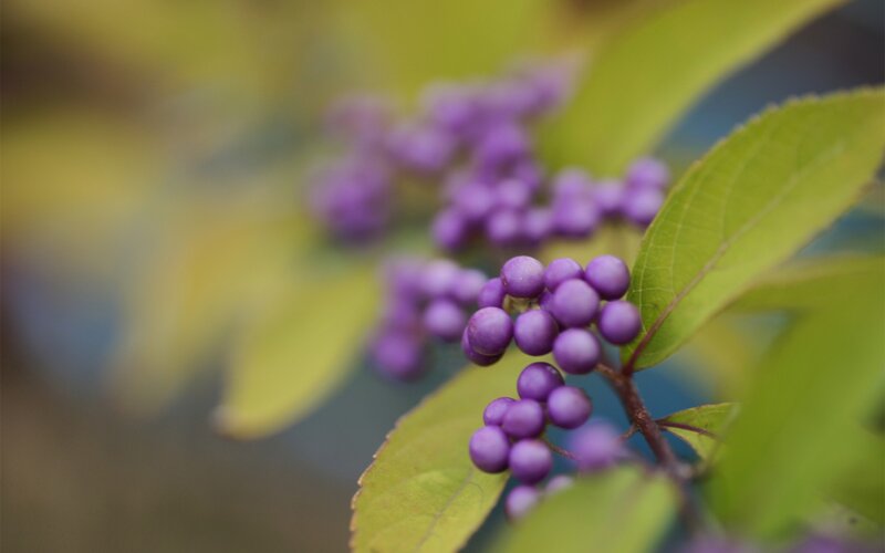 Purple Berries on Branch — Calm, Autumn