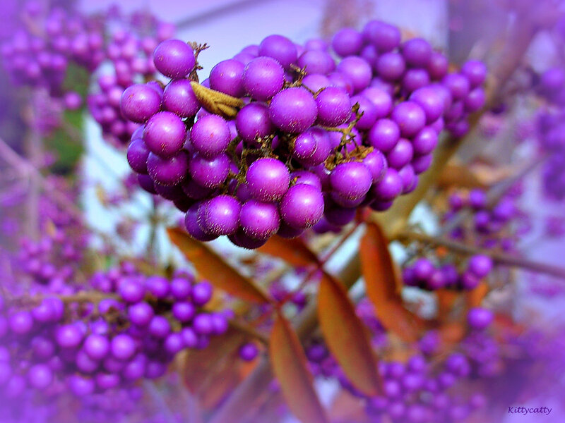Purple Berries on Branch — Calm