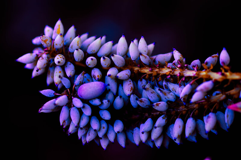 Purple Berries on Branch — Dramatic