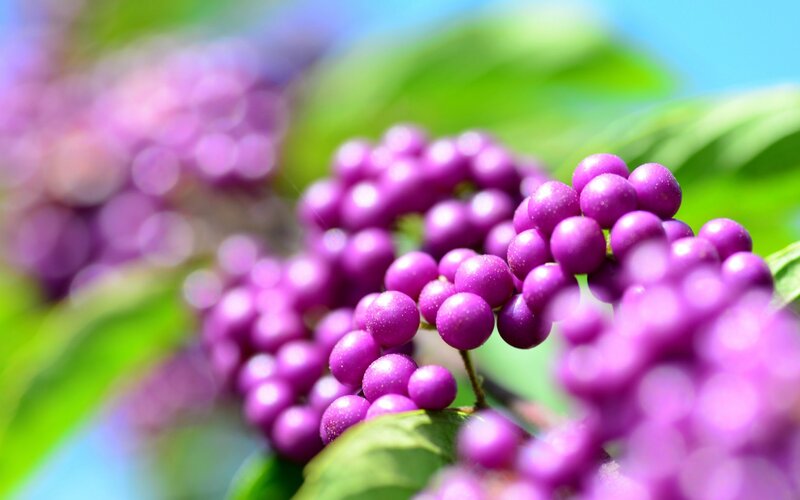 Purple Berries on Branch — Serene, Afternoon