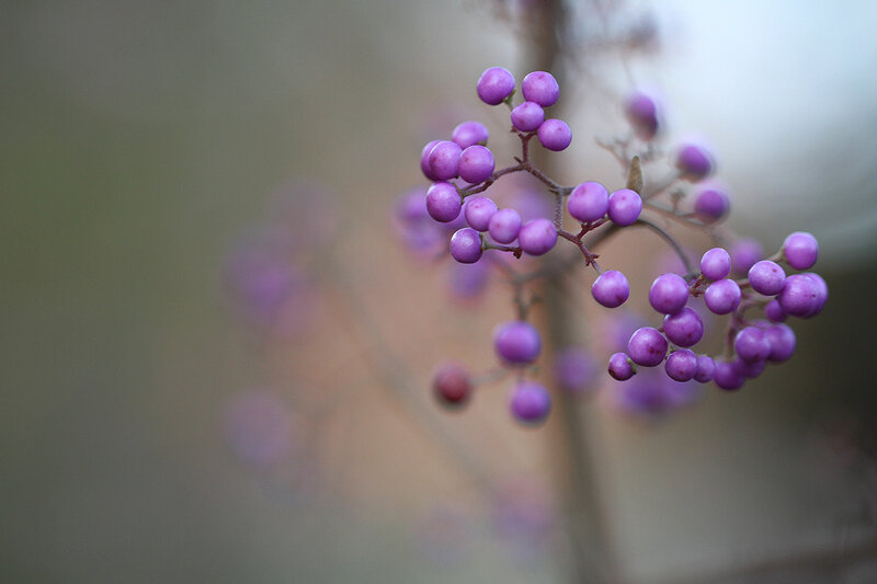 Purple Berries on Branch — Serene, Autumn