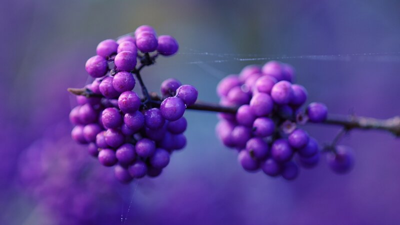 Purple Berries on Branch — Serene, Photograph, Cobweb