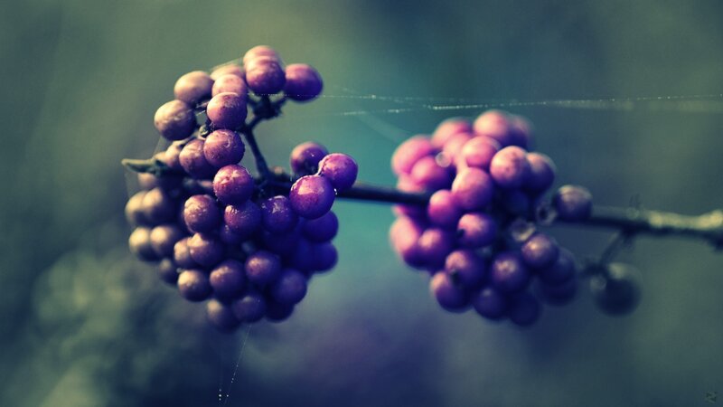 Purple Berries on Branch — Serene, Photograph, Web