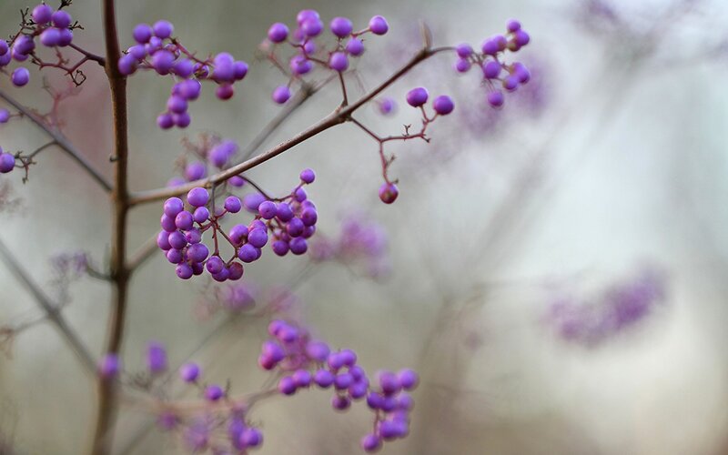 Purple Berries on Branch — Serene