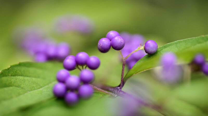 Purple Berries on Green Leaves — Serene