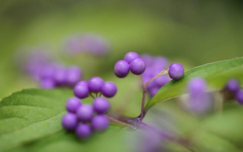 Purple Berries on Green Leaves