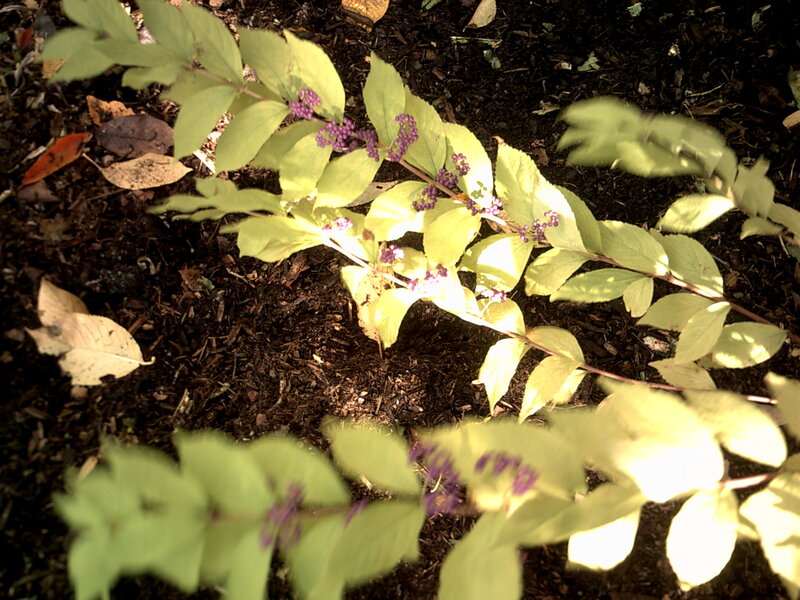 Purple Berries on Green Plant