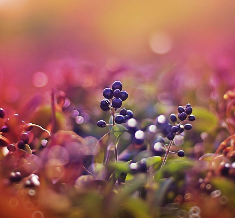 Purple Berries on Stems — Serene, Sunset, Photograph