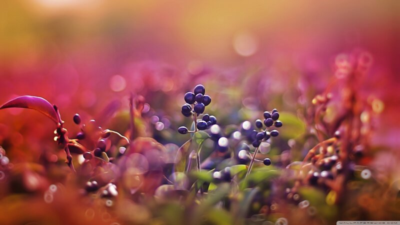 Purple Berries on Stems — Serene, Sunset