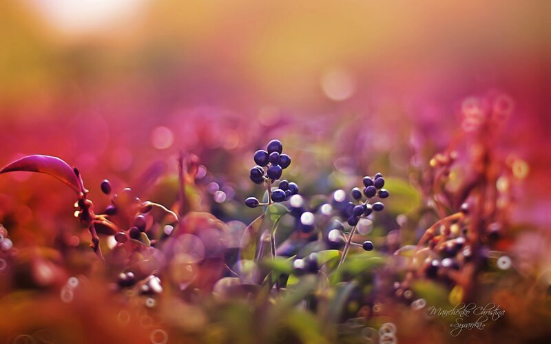 Purple Berries on Stems — Serene