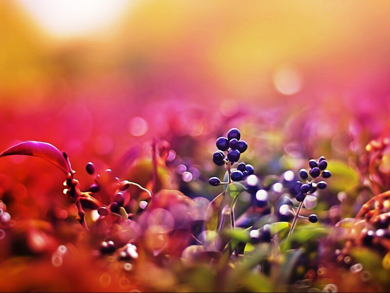 Purple Berries on Stems