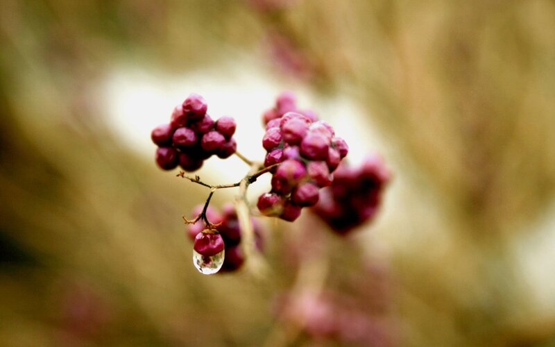 Purple Berries with Water Droplet