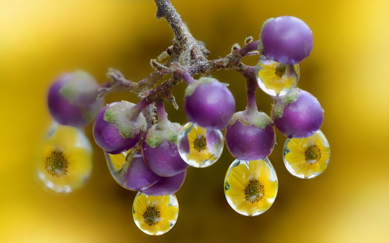 Purple Berries with Water Droplets