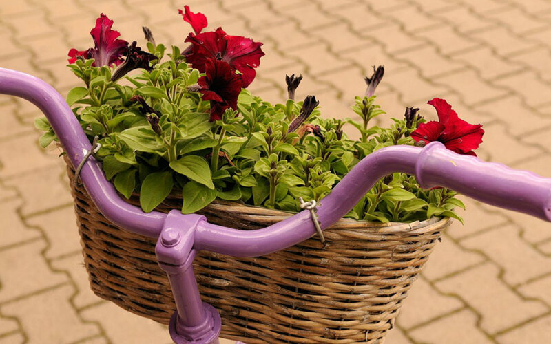 Purple Bicycle Basket