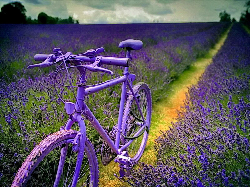 Purple Bicycle in Lavender Field