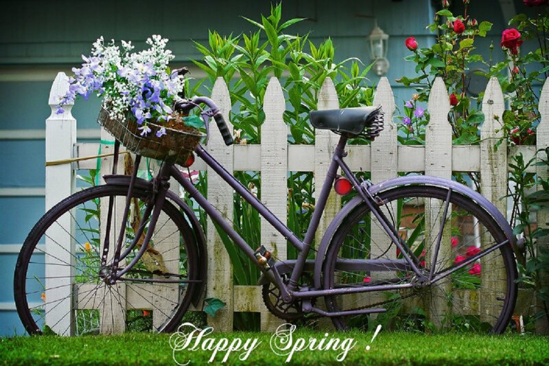 Purple Bicycle with Flowers — Serene