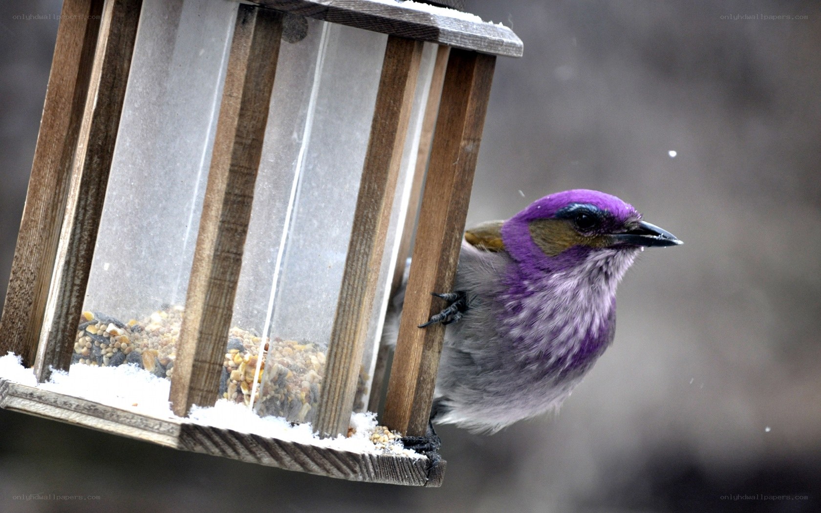 purple bird at feeder