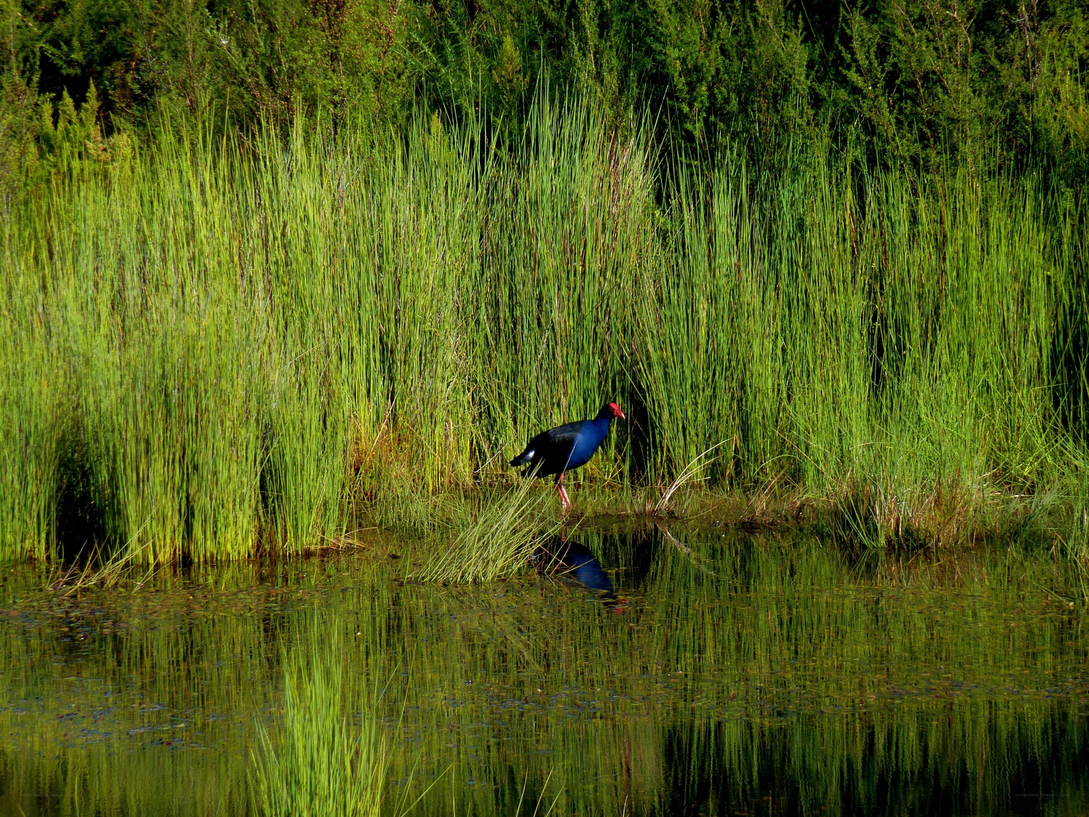 Purple bird in reeds