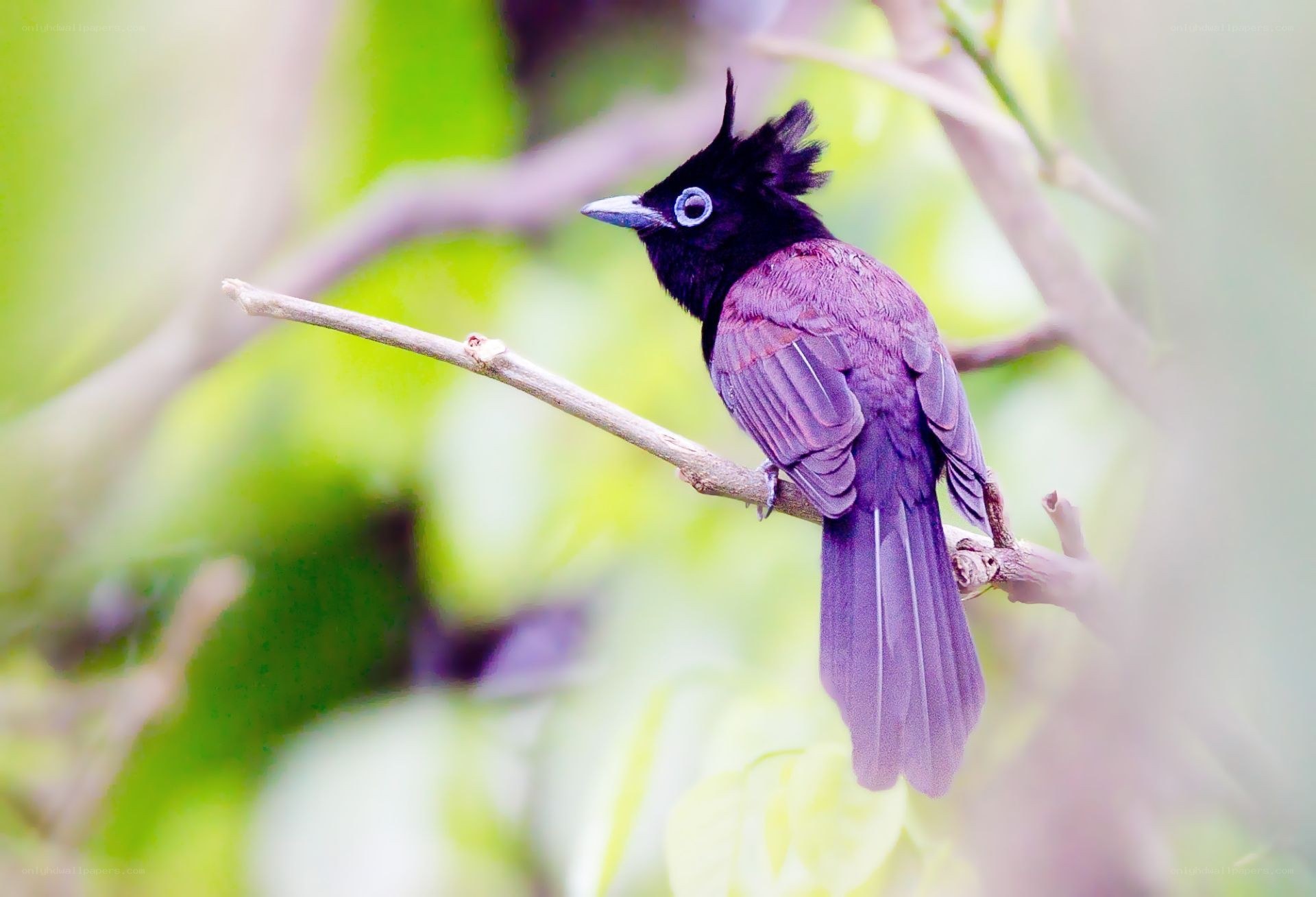 purple bird on a branch