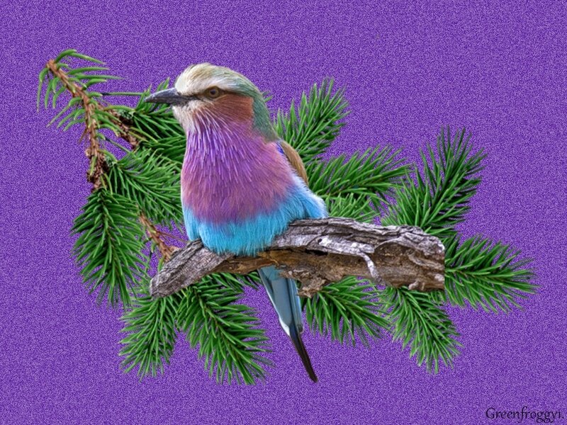 Purple Bird on Branch — Calm, Photograph