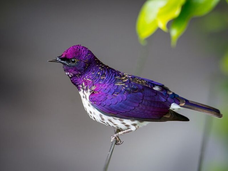 Purple Bird on Branch — Calm