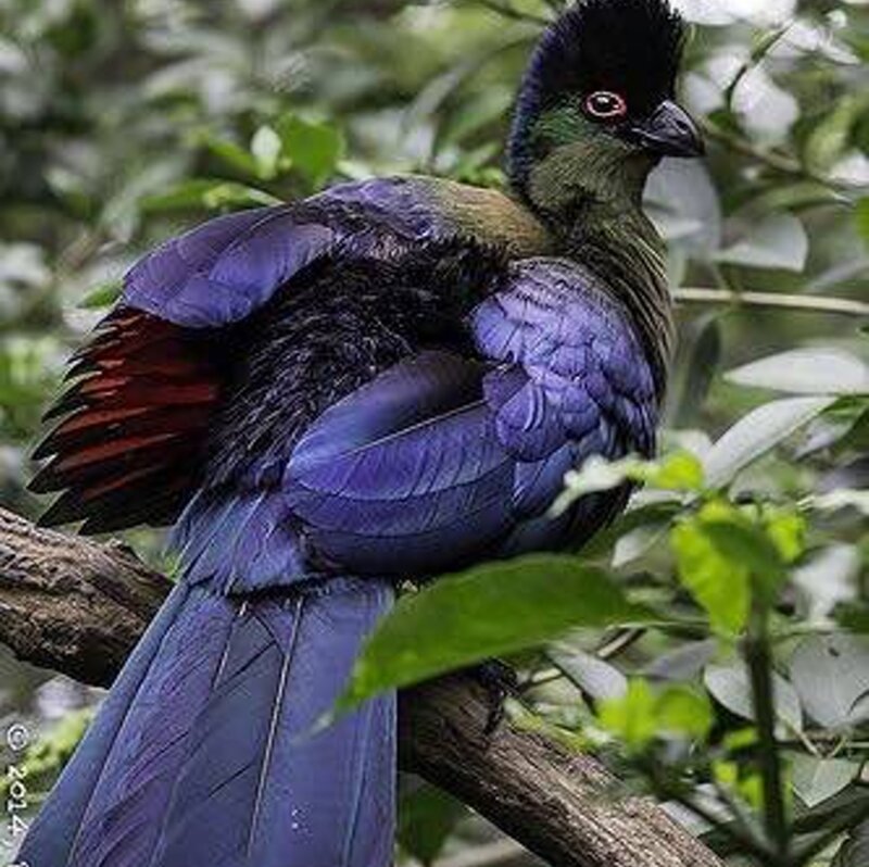 Purple Bird on Branch — Natural, Photograph