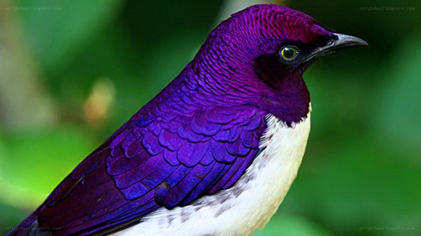 purple bird with white chest