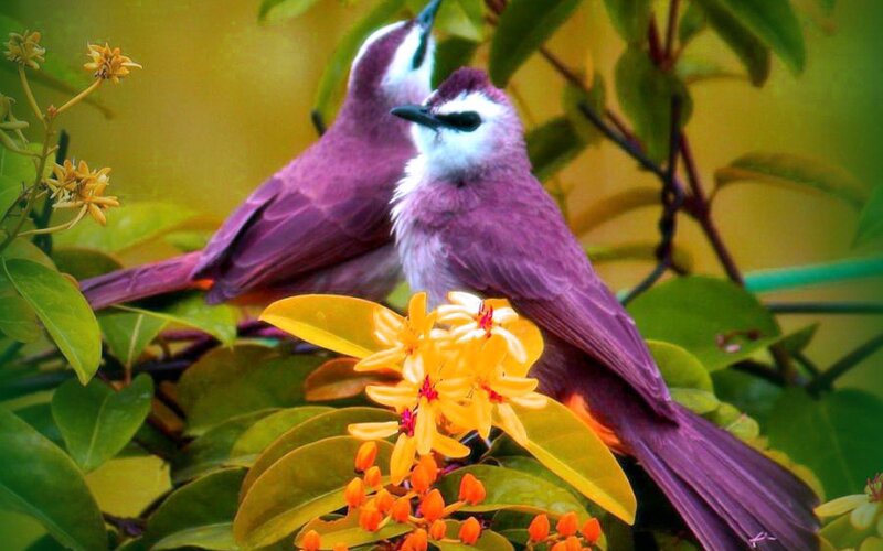 Purple Birds on Flowers — Serene