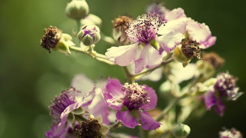 Purple Blackberry Flowers — Serene