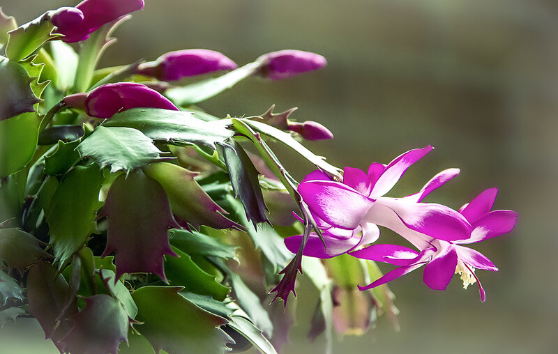 Purple Blooming Cactus
