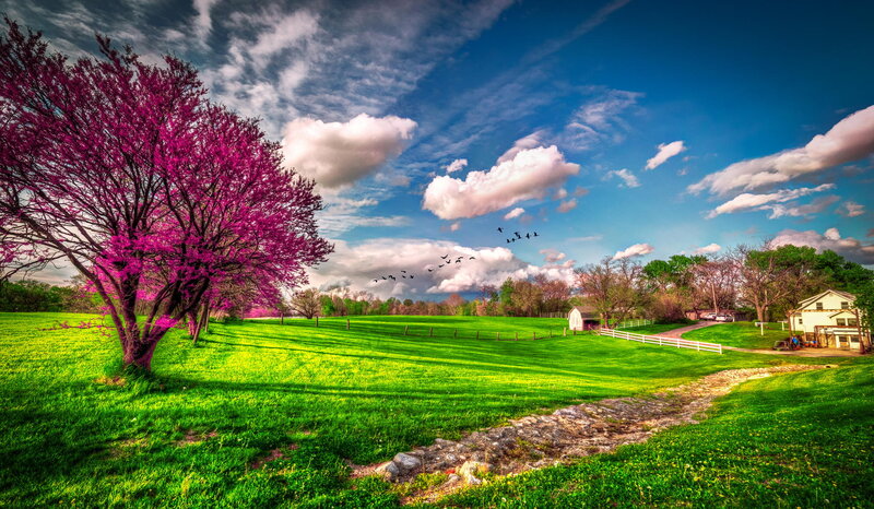 Purple-blossomed Tree — Green