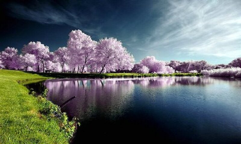 Purple-blossomed Trees — Purple