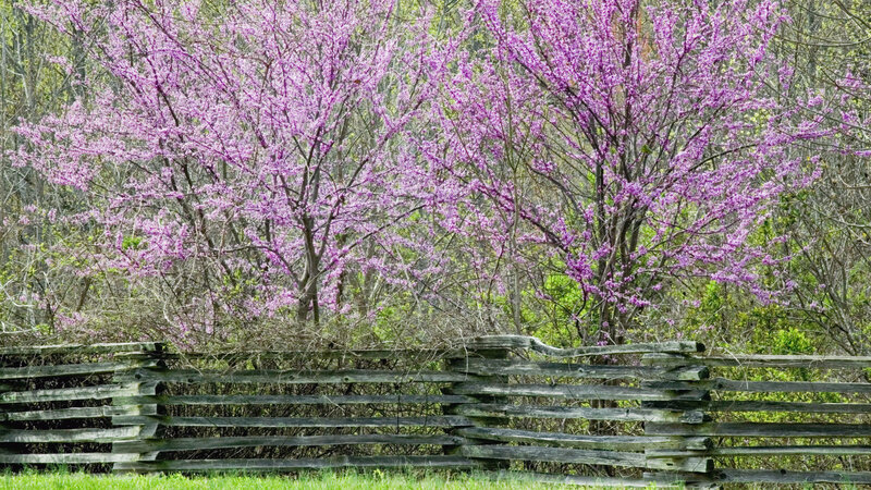 Purple-blossomed Trees