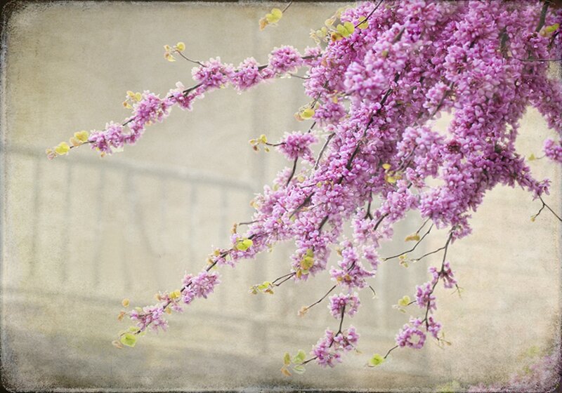 Purple Blossoming Branches
