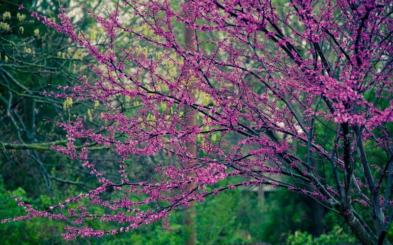 Purple Blossoming Tree — Serene