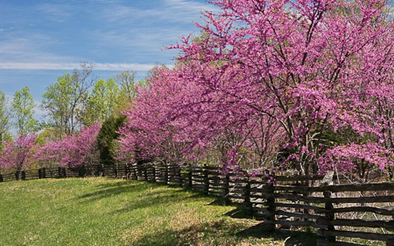 Purple Blossoming Trees