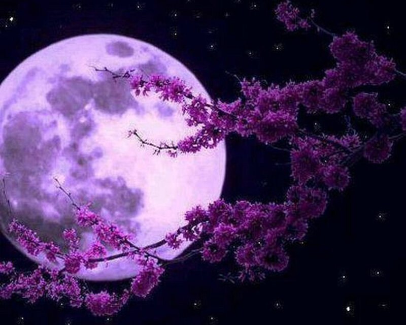 Purple Blossoms and Moon
