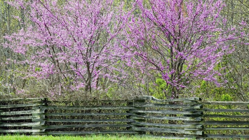 Purple blossoms behind a fence