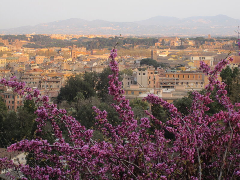 Purple Blossoms in Foreground