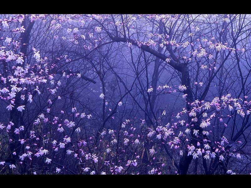 Purple blossoms in misty forest